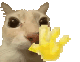 A gif of a cat waving his hand