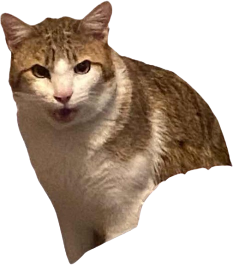 Bibou éveillé